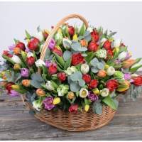 Корзина 151 разноцветный тюльпан с эвкалиптом R994